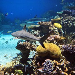 National Aquarium, Baltimore Photo #5 by greyloch from flickr