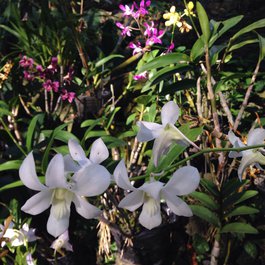 Garden Of The Sleeping Giant, Nadi Photo #4 by Jon Roig from flickr