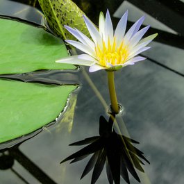 Adelaide Zoo, Adelaide Photo #7 by Jocelyn Kinghorn from flickr