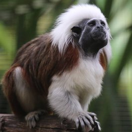 Tamarin, Mauritius Photo #6 by cuatrok77 from flickr