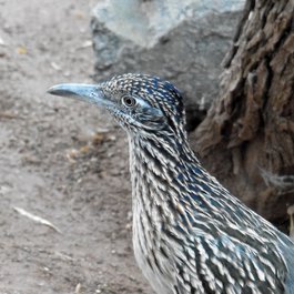 Phoenix Zoo, Tempe Photo #6 by William Herron from flickr