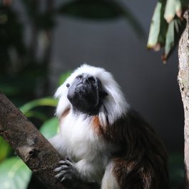 Tamarin, Mauritius Photo #4 by cuatrok77 from flickr