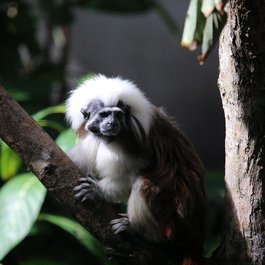Tamarin, Mauritius Photo #5 by cuatrok77 from flickr