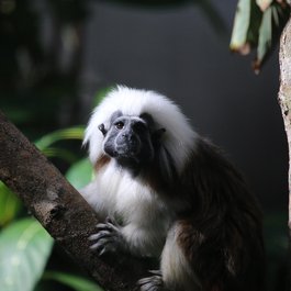 Tamarin, Mauritius Photo #2 by cuatrok77 from flickr