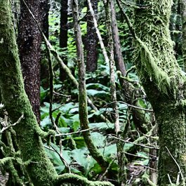 Saxman Totem Park, Ketchikan Photo #2 by mark byzewski from flickr