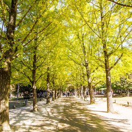 Nami Island, South Korea Photo #7 by ginomempin from flickr