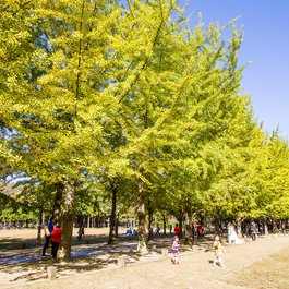 Nami Island, South Korea Photo #6 by ginomempin from flickr