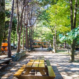 Nami Island, South Korea Photo #9 by ginomempin from flickr