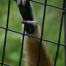 Blank Park Zoo, Des Moines Photo #6 by grendelkhan from flickr