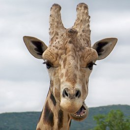 San Diego Zoo Safari Park, San Diego Photo #6 by Don Graham from flickr