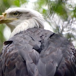 San Diego Zoo Safari Park, San Diego Photo #5 by Don Graham from flickr