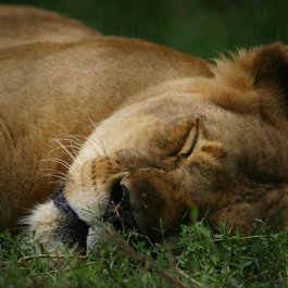 Blank Park Zoo, Des Moines Photo #5 by grendelkhan from flickr
