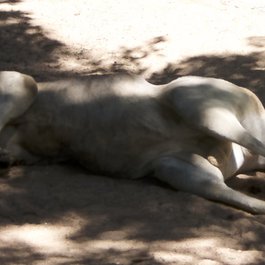 Taronga Zoo Sydney, Sydney Photo #8 by Conor McDermottroe from flickr