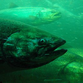 Seattle itinerary, Hiram M Chittenden Locks