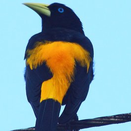 Gamboa Rainforest Resort, Panama City Photo #5 by ryanacandee from flickr