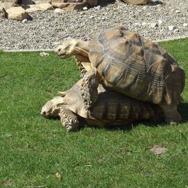 Blackpool Zoo, Blackpool Photo #2 by Murray Barnes from flickr