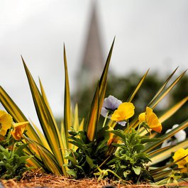 Jackson Square, New Orleans Photo #9 by Phil Roeder from flickr