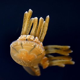 Jellyfish Lake, Palau Photo #1 by Bernard Spragg. NZ from flickr