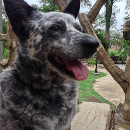 San Antonio itinerary, Brackenridge Park