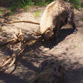 Oakland Zoo, Oakland Photo #6 by Pussreboots from flickr