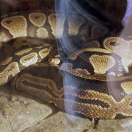 Oakland itinerary, Oakland Zoo