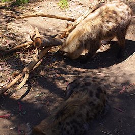 Oakland Zoo, Oakland Photo #3 by Pussreboots from flickr