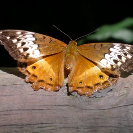 Kuranda, Cairns Photo #4 by John Jennings from flickr