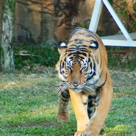 Dreamworld, Gold Coast-Tweed Photo #4 by catnthehat from flickr