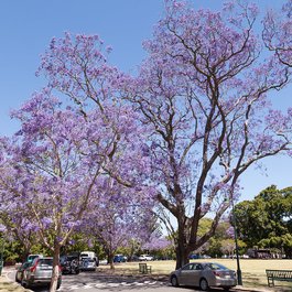 New Farm Park, Brisbane Photo #9 by Andrew S from flickr