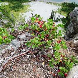 Manzanita Lake, Lassen Volcanic National Park Photo #2 by brewbooks from flickr