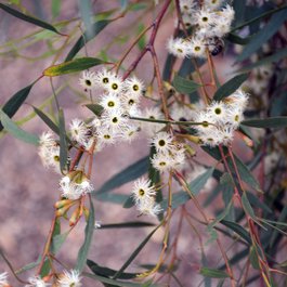 Adelaide Botanic Garden, Adelaide Photo #8 by John Jennings from flickr