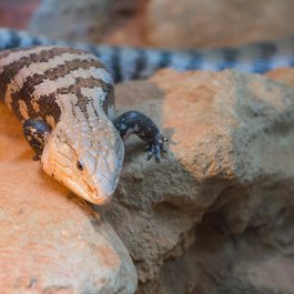 Taipei Zoo, Taipei Photo #2 by Yu-Chan Chen from flickr