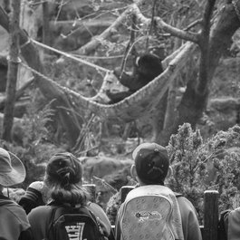Taronga Zoo Sydney, Sydney Photo #6 by Marcus Bichel Lindegaard from flickr