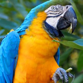 Oakland Zoo, Oakland Photo #7 by Pussreboots from flickr