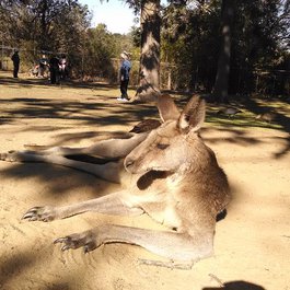 Lone Pine Koala Sanctuary, Brisbane Photo #6 by DGriebeling from flickr