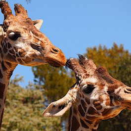 Oakland Zoo, Oakland Photo #9 by Pussreboots from flickr