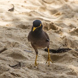 Kata Beach, Phuket Photo #6 by Alexey Komarov from flickr