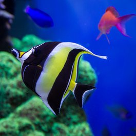 Monterey Bay Aquarium, Monterey Photo #7 by HarshLight from flickr