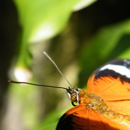 Kuranda, Cairns Photo #3 by Michael Zimmer from flickr