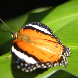 Australian Butterfly Sanctuary, Cairns Photo #5 by Michael Zimmer from flickr