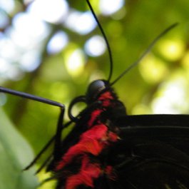 Kuranda, Cairns Photo #1 by Michael Zimmer from flickr