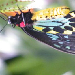 Australian Butterfly Sanctuary, Cairns Photo #7 by Michael Zimmer from flickr