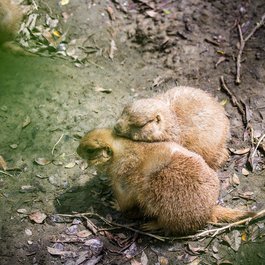 Taiwan itinerary, Taipei Zoo
