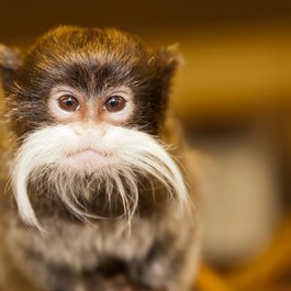 Blackpool Zoo, Blackpool Photo #8 by Andrew Spillane from flickr
