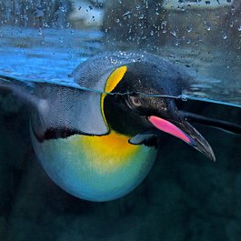 Calgary Zoo, Calgary Photo #6 by Bernard Spragg. NZ from flickr