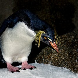 Calgary Zoo, Calgary Photo #9 by Bernard Spragg. NZ from flickr