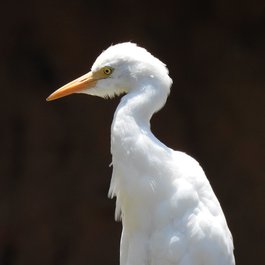 Honolulu Zoo, Honolulu Photo #7 by Daniel Ramirez from flickr