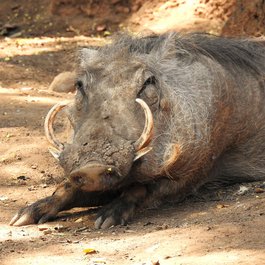 Honolulu Zoo, Honolulu Photo #8 by Daniel Ramirez from flickr