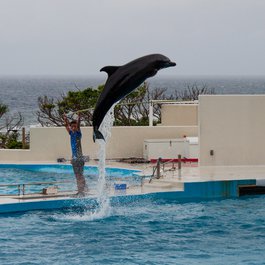 Okinawa Churaumi Aquarium, Naha Photo #2 by Kristian Mollenborg from flickr