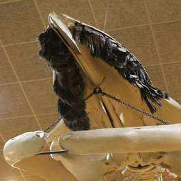 Milwaukee Public Museum, Milwaukee Photo #8 by JeffChristiansen from flickr